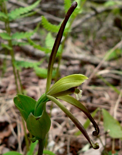 {Isotria verticillata}